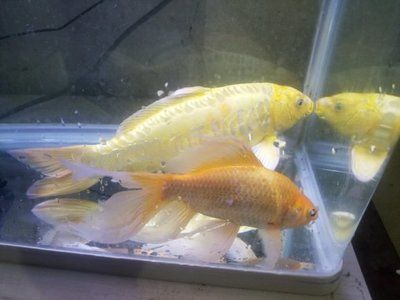 一條銀龍魚(yú)配8條鸚鵡魚(yú)可以嗎（銀龍魚(yú)和鸚鵡魚(yú)可以混養(yǎng)嗎？） 龍魚(yú)百科 第3張