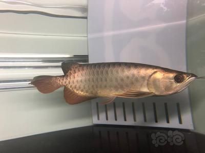 天龍魚（天龍魚是一種什么樣的魚？） 龍魚百科 第5張