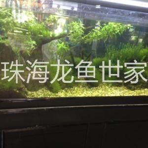 養(yǎng)金龍魚一定要海水養(yǎng)嗎（關(guān)于金龍魚養(yǎng)殖環(huán)境的一些詳細(xì)信息） 龍魚百科 第1張