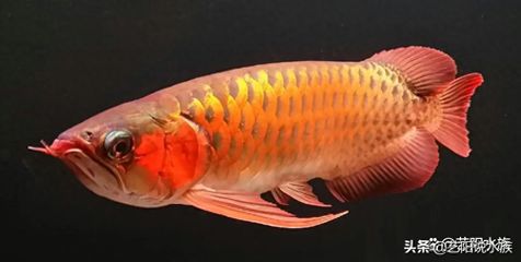 銀龍魚 紅龍魚（銀龍魚和紅龍魚在外觀、性格和飼養(yǎng)要求等方面都有所不同） 龍魚百科 第2張