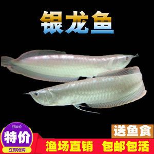 銀龍魚多久開食（新買的銀龍魚開食的時間是多久） 龍魚百科 第4張