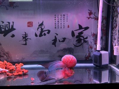 養(yǎng)銀龍魚背景什么顏色好（養(yǎng)銀龍魚時(shí)，深色背景如深棕色、深灰色或黑色是最理想的選擇） 龍魚百科 第4張