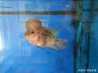 銀龍魚攻擊其他魚（為什么銀龍魚會(huì)攻擊其他魚類？）