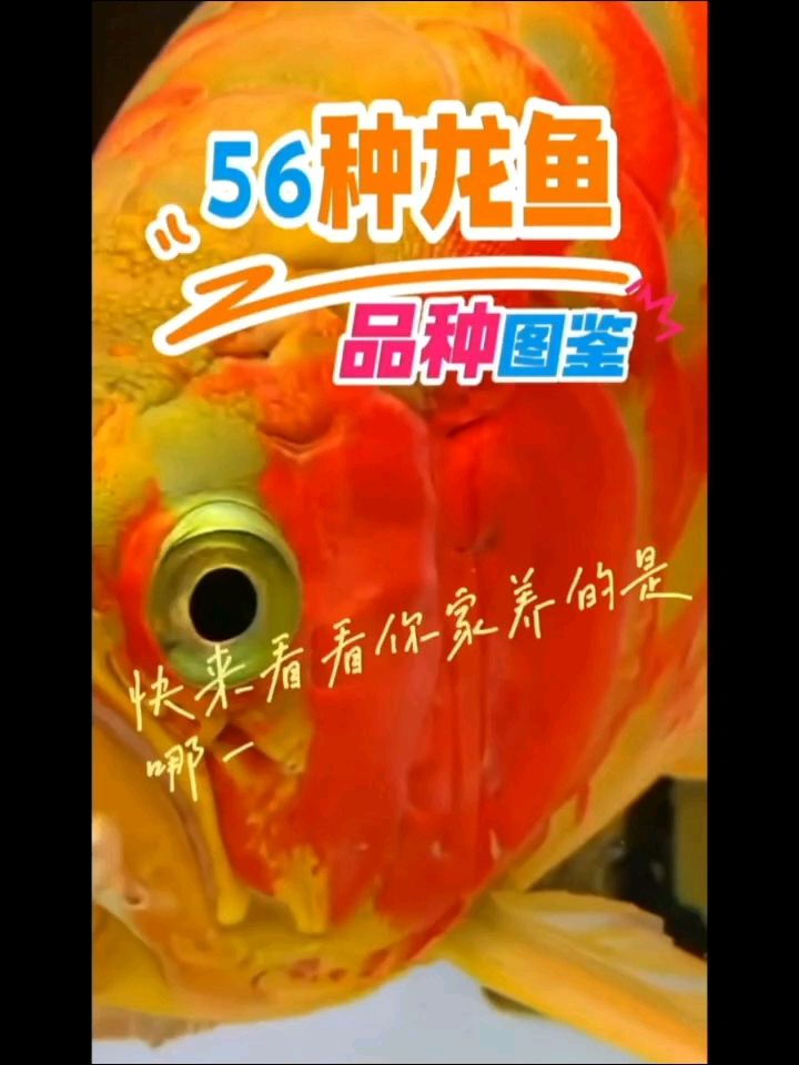 56種龍魚品種圖鑒大全（白閣評論：這養(yǎng)了多久了,這養(yǎng)了多久了,）