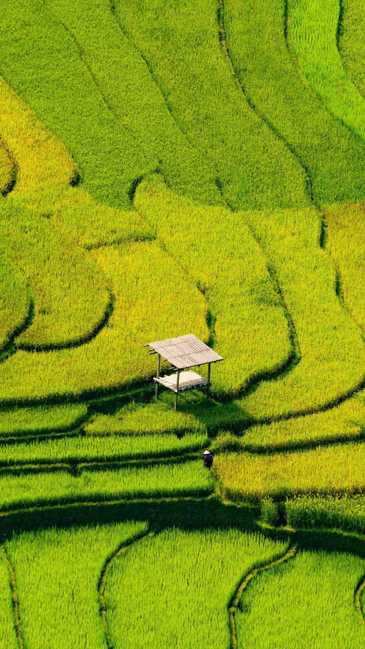 （蜜糖六六評論美景）