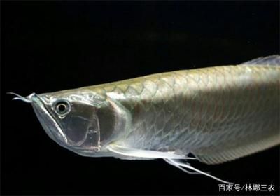 銀龍魚(yú)兩只眼睛突然都白了怎么回事（銀龍魚(yú)眼睛突然變白可能是由多種原因引起的，以下是常見(jiàn)的原因） 龍魚(yú)百科 第3張