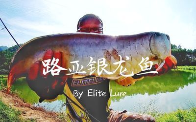 銀龍魚死了有什么預(yù)兆 龍魚百科 第5張