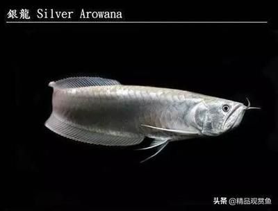 銀龍魚容易壞眼睛嗎（銀龍魚掉眼怎么辦） 龍魚百科 第5張