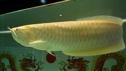 銀龍魚容易壞眼睛嗎（銀龍魚掉眼怎么辦） 龍魚百科 第4張