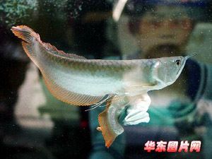 銀龍魚一只掉眼一只不掉（銀龍魚一只掉眼一只不掉的原因） 龍魚百科 第1張