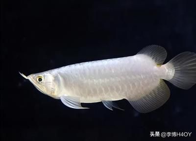 銀龍魚全身都是白的膜怎么回事（銀龍魚全身覆蓋白膜可能由多種因素引起） 龍魚百科 第1張