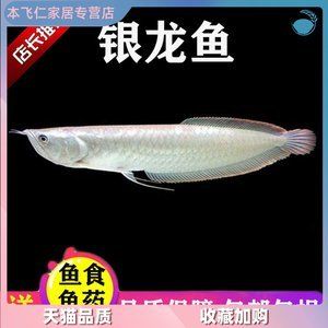 銀龍魚搶不過發(fā)財(cái)魚怎么辦（銀龍魚搶不過發(fā)財(cái)魚怎么辦發(fā)財(cái)魚怎么辦） 龍魚百科 第3張