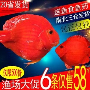 銀龍魚搶不過發(fā)財(cái)魚怎么辦（銀龍魚搶不過發(fā)財(cái)魚怎么辦發(fā)財(cái)魚怎么辦） 龍魚百科 第4張