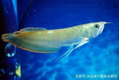 銀龍魚(yú)細(xì)菌感染腹部是什么?。ㄣy龍魚(yú)腹部異常可能是細(xì)菌性腸炎或其他細(xì)菌感染所致） 龍魚(yú)百科 第3張