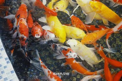 銀龍魚張嘴呼吸不吃食（金龍魚張嘴呼吸和不吃食的原因） 龍魚百科