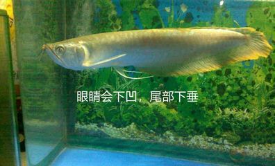 銀龍魚眼睛下垂還能活多久（銀龍魚眼睛下垂怎么辦） 龍魚百科 第5張