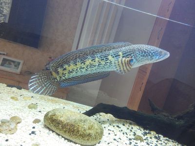 銀曼龍魚 龍魚百科 第4張