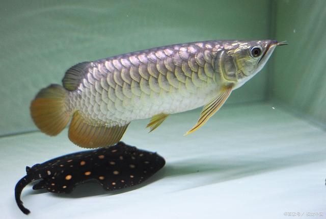 銀龍魚訓食（銀龍魚的訓食方法） 龍魚百科 第4張