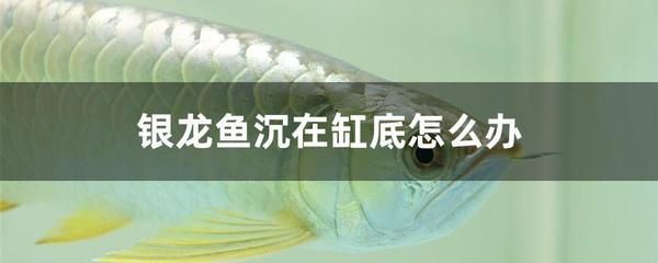 銀龍魚趴缸底的最佳治療（銀龍魚趴缸底可能由多種因素引起水質(zhì)問(wèn)題、環(huán)境變化） 龍魚百科 第4張