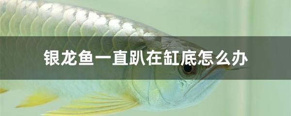 銀龍魚趴缸底的最佳治療（銀龍魚趴缸底可能由多種因素引起水質(zhì)問題、環(huán)境變化）