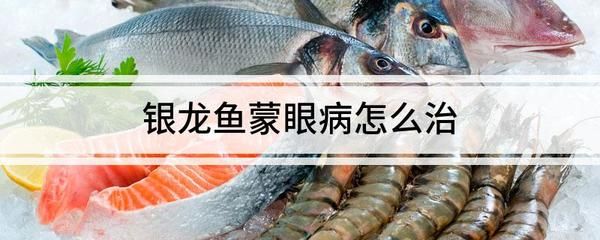 銀龍魚蒙眼病最快的辦法（如何快速治療銀龍魚蒙眼?。? title=