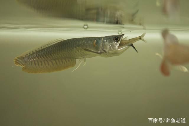 銀龍魚(yú)什么時(shí)候喂食最好（銀龍魚(yú)的喂食時(shí)間對(duì)其健康和生長(zhǎng)有著重要影響） 龍魚(yú)百科 第1張