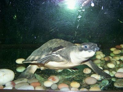 銀龍魚怎么開食（如何讓銀龍魚開口吃食） 龍魚百科 第1張