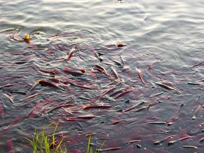 銀龍魚(yú)下蛋是什么征兆（銀龍魚(yú)下蛋可能有不同的寓意和象征，養(yǎng)殖者對(duì)于美好未來(lái)的期望和祝愿） 龍魚(yú)百科