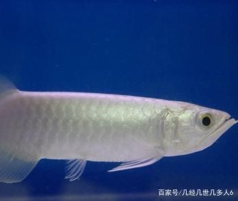 銀龍魚(yú)氧氣太足會(huì)怎么樣（銀龍魚(yú)氧氣過(guò)足會(huì)導(dǎo)致其他疾病嗎？） 龍魚(yú)百科 第5張