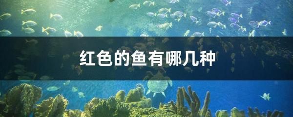 玉面皇冠魚能和龍魚一起養(yǎng)嗎（玉面皇冠魚與龍魚混養(yǎng)存在一定的風(fēng)險(xiǎn)和挑戰(zhàn)結(jié)果的詳細(xì)分析） 龍魚百科 第5張