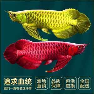 印尼龍魚成本價(jià)多少錢（印尼龍魚成本價(jià)會(huì)因其品種、大小、品相等因素而有所差異） 龍魚百科 第4張