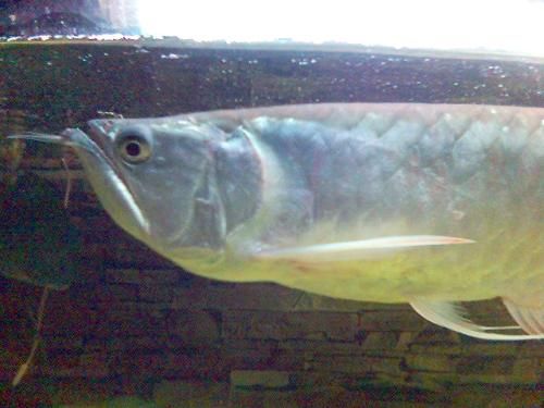 銀龍魚(yú)眼睛受傷能恢復(fù)嗎（銀龍魚(yú)眼睛劃傷后的傷口較淺，傷口可能會(huì)自行愈合） 龍魚(yú)百科 第2張