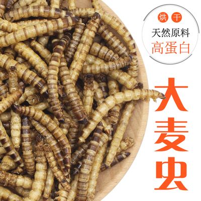 銀龍魚(yú)面包蟲(chóng)好吃還是大麥蟲(chóng)好吃（銀龍魚(yú)吃面包蟲(chóng)好還是吃大麥蟲(chóng)好） 龍魚(yú)百科 第5張