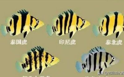 印尼進(jìn)龍魚一次多少錢（印尼進(jìn)口龍魚價(jià)格會(huì)根據(jù)品種、大小、品相等因素有所不同） 龍魚百科 第1張