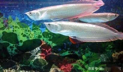 銀龍魚哪種好（銀龍魚養(yǎng)殖需要掌握正確的養(yǎng)殖方法，讓銀龍魚健康成長）