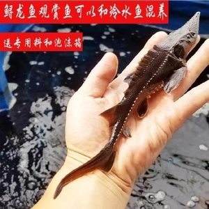 有耐低溫的龍魚嗎（黑魔神雷龍魚和某些雷龍魚品種需要較高的水溫來保持健康） 龍魚百科 第1張