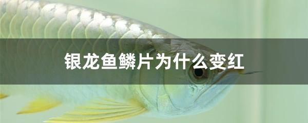 銀龍魚鱗片充血怎么辦（銀龍魚鱗片充血的處理方法）