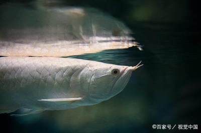 銀龍魚撞缸后死了什么原因（銀龍魚撞缸后死亡可能由多種因素引起，以下原因及其解釋） 龍魚百科 第4張