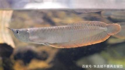 銀龍魚黏膜脫落（銀龍魚黏膜脫落可能由多種因素引起，）