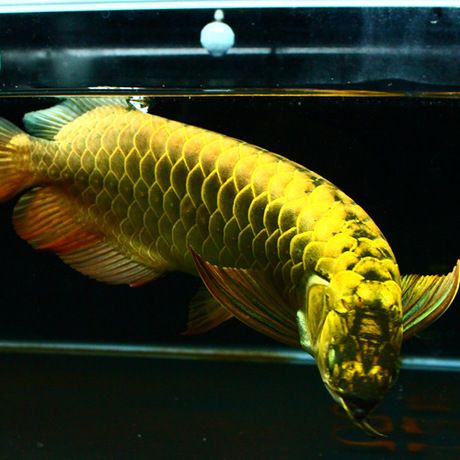 印尼大湖龍魚(yú)特征是什么（關(guān)于印尼大湖龍魚(yú)的一些詳細(xì)特征）