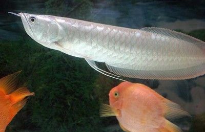 銀龍魚為什么那么貴（銀龍魚價格昂貴是由其高品質(zhì)飼料的需求、高標準養(yǎng)殖環(huán)境的需求） 龍魚百科 第5張