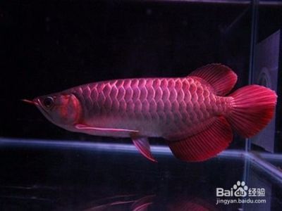 銀龍魚怎么養(yǎng)才能又白又亮（銀龍魚的飼養(yǎng)技巧） 龍魚百科 第2張