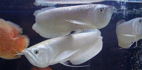 銀龍魚是國家保護(hù)動(dòng)物嗎（銀龍魚不是國家保護(hù)動(dòng)物，不是國家保護(hù)動(dòng)物，也不屬于國家保護(hù)動(dòng)物） 龍魚百科 第2張