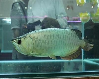 銀龍魚(yú)撞掉鱗多久可以復(fù)原 龍魚(yú)百科 第4張