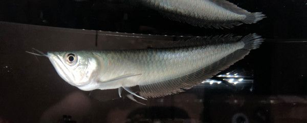 銀龍魚(yú)撞掉鱗多久可以復(fù)原 龍魚(yú)百科 第3張