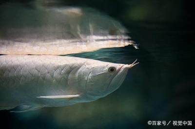 銀龍魚眼睛長什么樣是正常的（銀龍魚的眼睛正常狀態(tài)） 龍魚百科 第2張