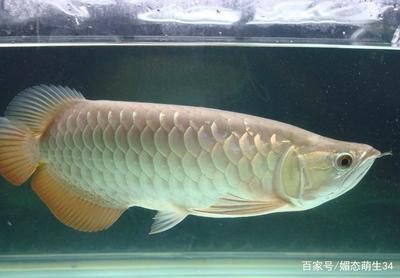 銀龍魚尾散開（為什么銀龍魚的鰭尾開裂散開） 龍魚百科 第2張