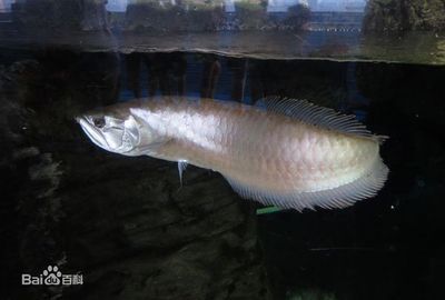 銀龍魚(yú)吐出白色東西是什么（銀龍魚(yú)吐出白色東西是怎么回事？） 龍魚(yú)百科 第3張