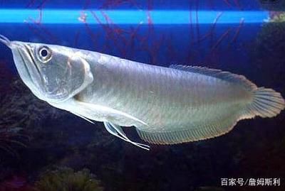 銀龍魚總是咬自己的魚（為什么銀龍魚總是咬自己的魚？） 龍魚百科 第5張