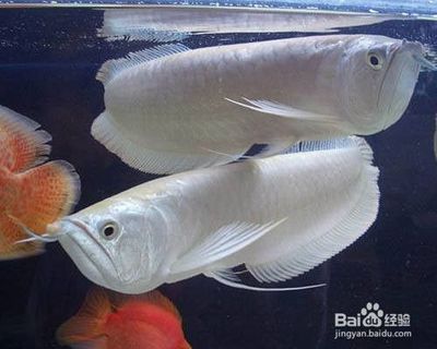 銀龍魚總是咬自己的魚（為什么銀龍魚總是咬自己的魚？） 龍魚百科 第4張